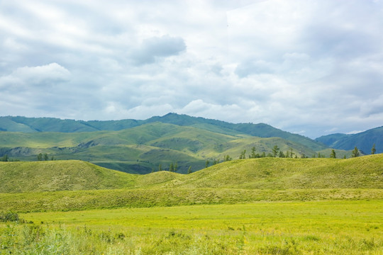 新疆旅游 高原草原 森林植被