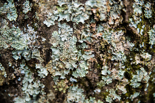 树皮苔藓