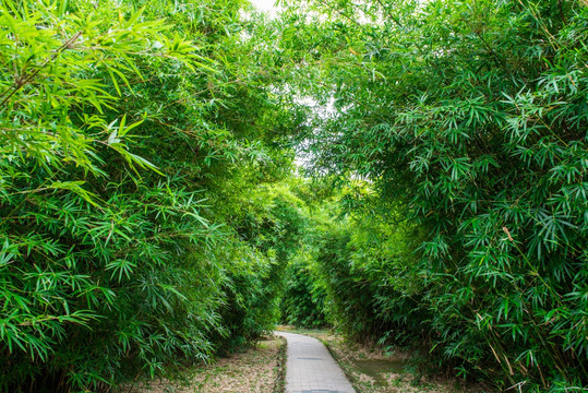 竹子 小路 小道