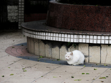 流浪猫