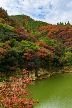 西厢红叶