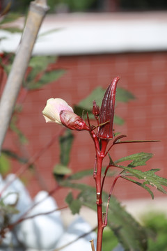 紫色秋葵花朵果实