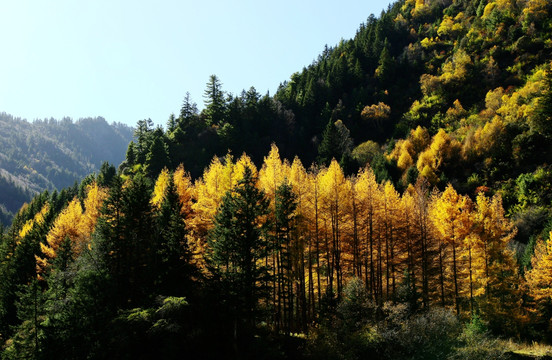 秋季 高山 森林 植被