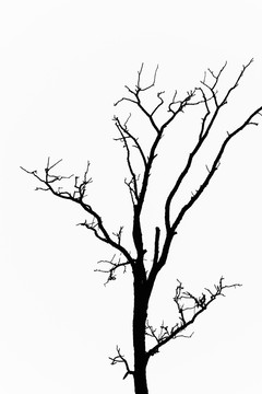黑白樹枝