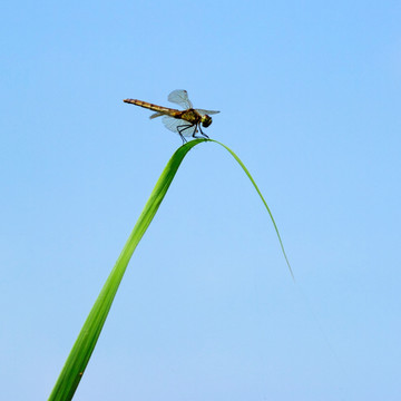 青草