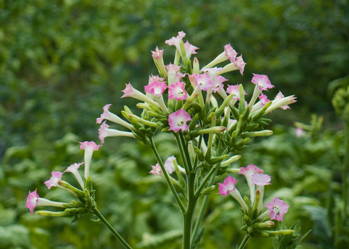 烟草花