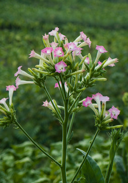 烟草花