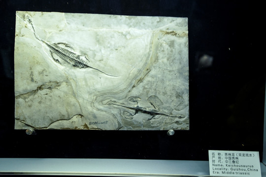 贵州龙化石