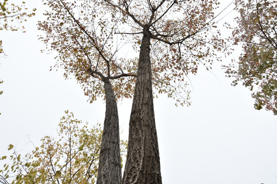 雾中仰望大树，秋天的白杜树