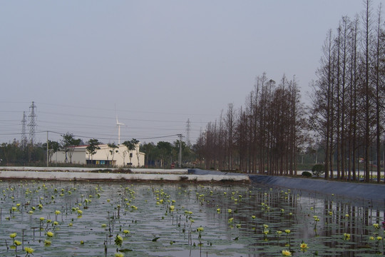 上海崇明长兴郊野公园