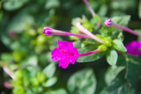 地雷花