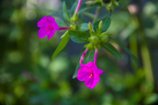 紫茉莉花