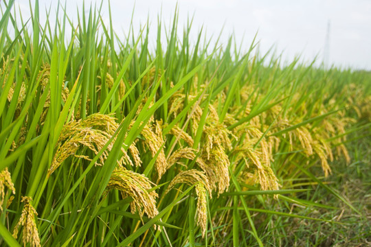 水稻 稻谷