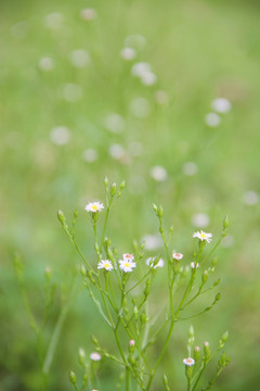 小野菊