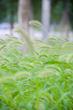 狗尾巴草