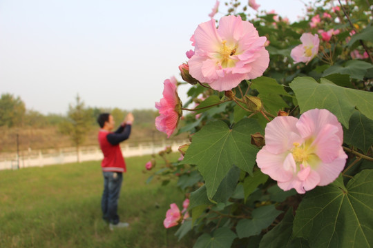 木芙蓉