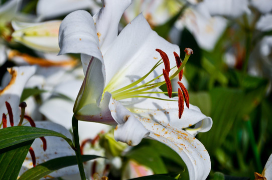 百合花