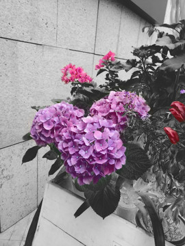 紫花水墨畫 畫 黑白畫