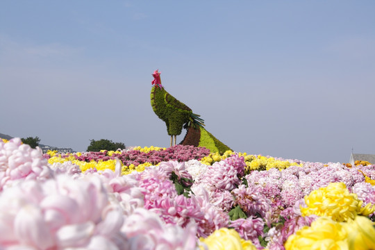 花 凤凰