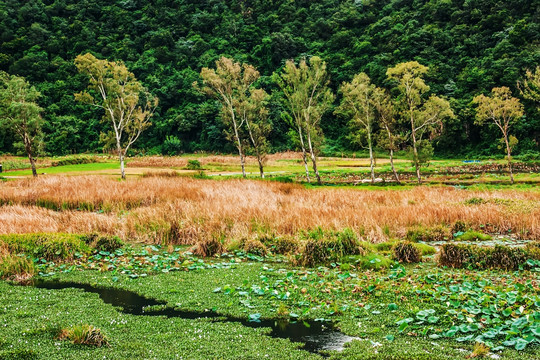 树木湿地