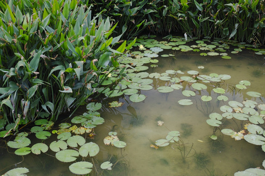 水生植物