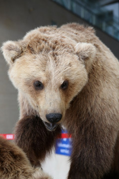 濒危动物棕熊的标本