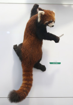 濒危动物小熊猫标本