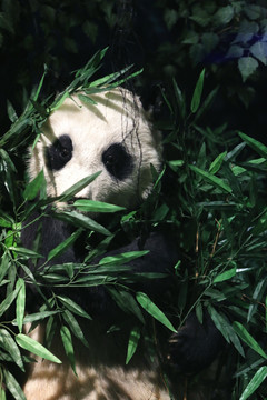 濒危动物大熊猫标本