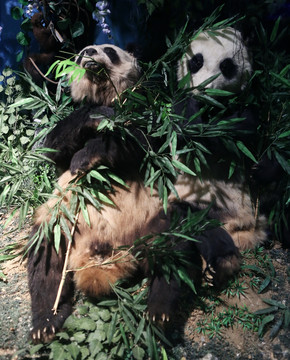 濒危动物物大大熊猫的标本
