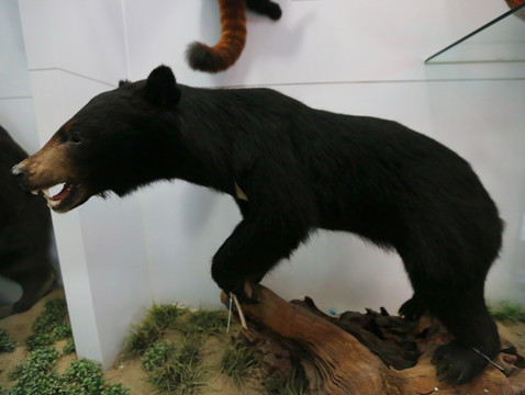 濒危动动物物黑熊熊标标本本