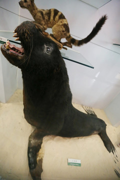 濒危动物海狮标本