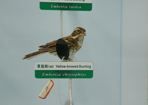 珍惜鸟鸟类黄眉鵐标本