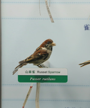 珍惜鸟类山麻雀标本