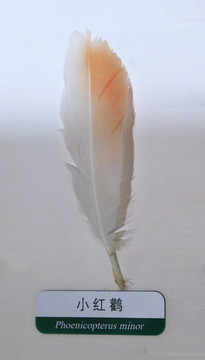 小红鹳羽羽毛