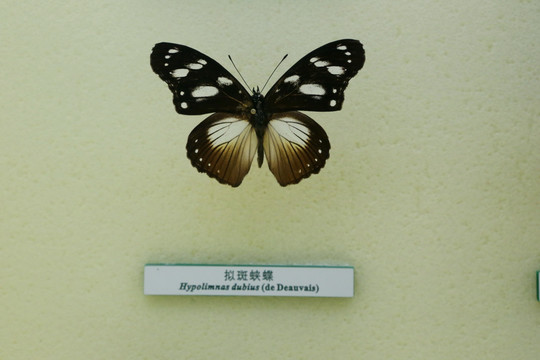 蝴蝶标本拟斑蛱蝶