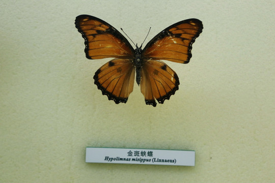蝴蝶标本金斑蛱蝶