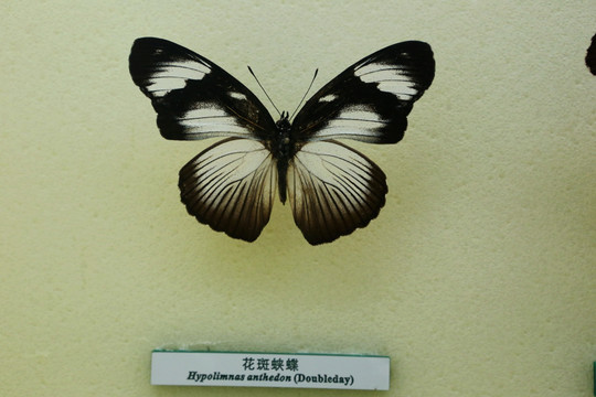 蝴蝶标本花斑蛱蝶