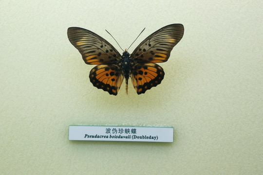 蝴蝶标本波波伪珍蛱蝶