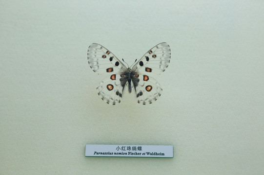 蝴蝶标本阿波罗绢蝶