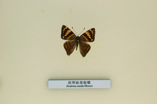 蝴蝶标本斜带缺尾砚蝶