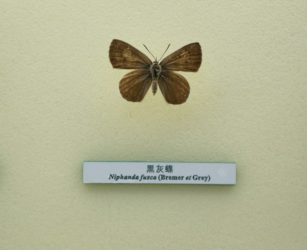 蝴蝶标本黑灰蝶