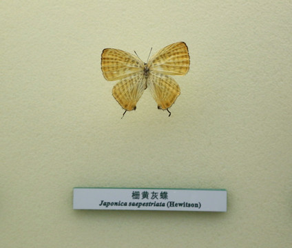 蝴蝶标本栅黄灰蝶