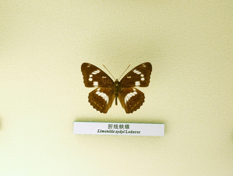 蝴蝶标本折线蛱蝶