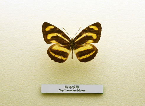蝴蝶标标本玛环蛱蝶