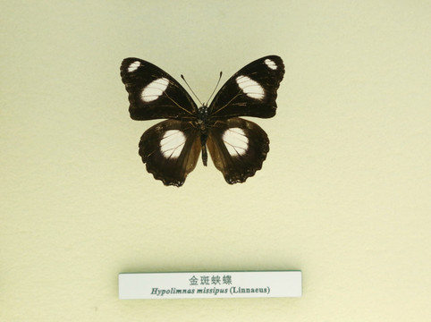蝴蝶金金斑蛱蝶蝶的标本