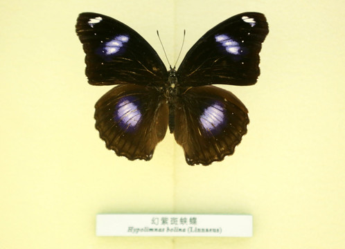 蝴蝶幻紫斑斑蛱蝶标本