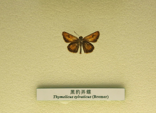 中国蝴蝶标本黑豹弄蝶