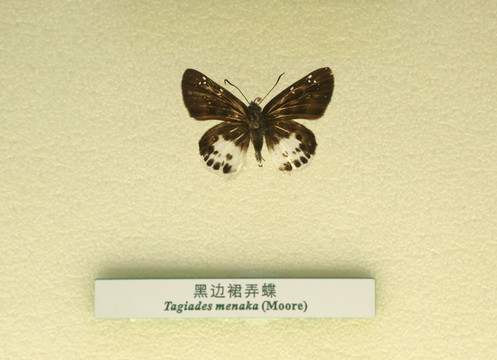中国蝴蝶标本黑边群弄蝶