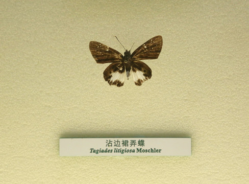 中国蝴蝶标本沾边群弄蝶