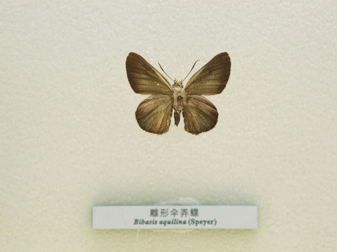 中国蝴蝶标本雕形伞弄蝶